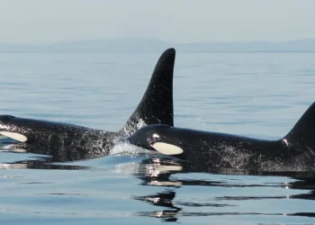 Ataques de orcas “gladis” a barcos diminuíram 40% em Gibraltar