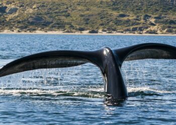 Webinar sobre perigo das orcas para a navegação de recreio é já em outubro