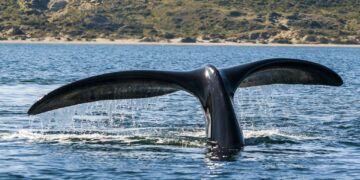 Webinar sobre perigo das orcas para a navegação de recreio é já em outubro