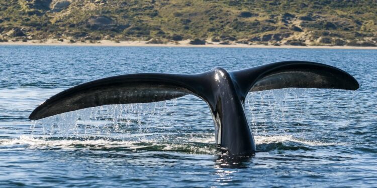 Webinar sobre perigo das orcas para a navegação de recreio é já em outubro