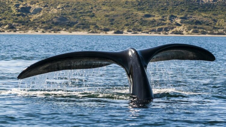 Webinar sobre perigo das orcas para a navegação de recreio é já em outubro