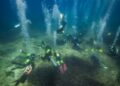 Marina de Ibiza Posidonia oceânica