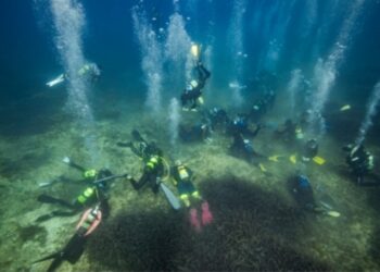 Marina de Ibiza Posidonia oceânica