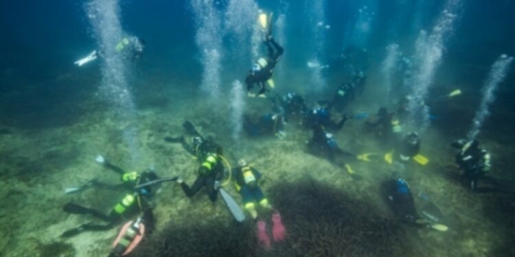 Marina de Ibiza Posidonia oceânica
