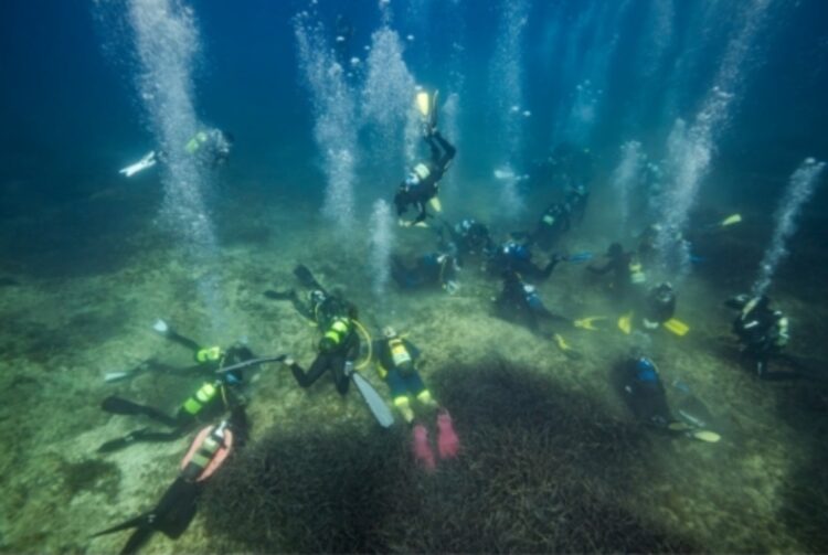 Marina de Ibiza Posidonia oceânica