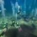 Marina de Ibiza Posidonia oceânica