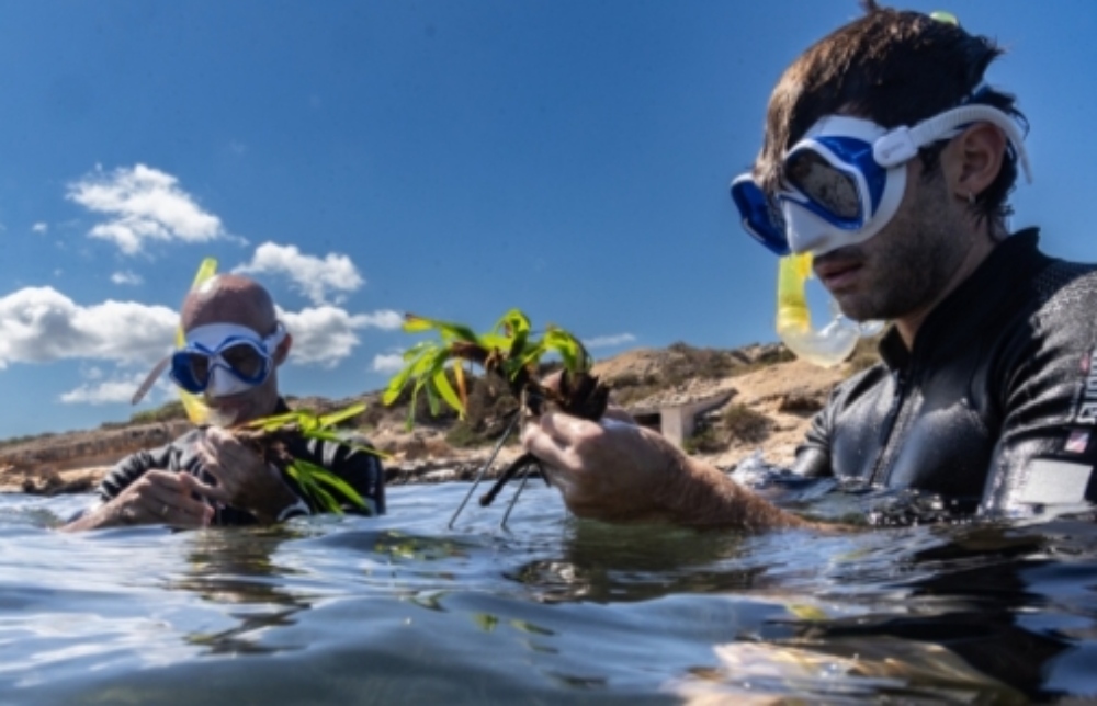 Marina de Ibiza Posidonia oceânica