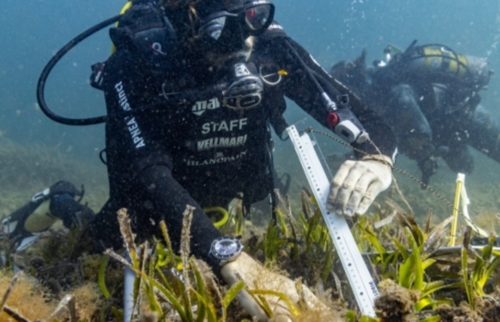 Marina de Ibiza Posidonia oceânica